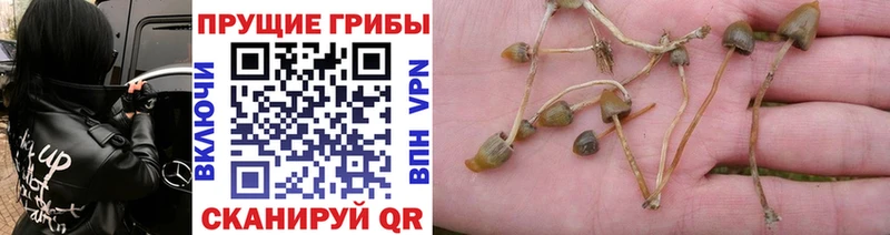 Псилоцибиновые грибы Psilocybe Палласовка
